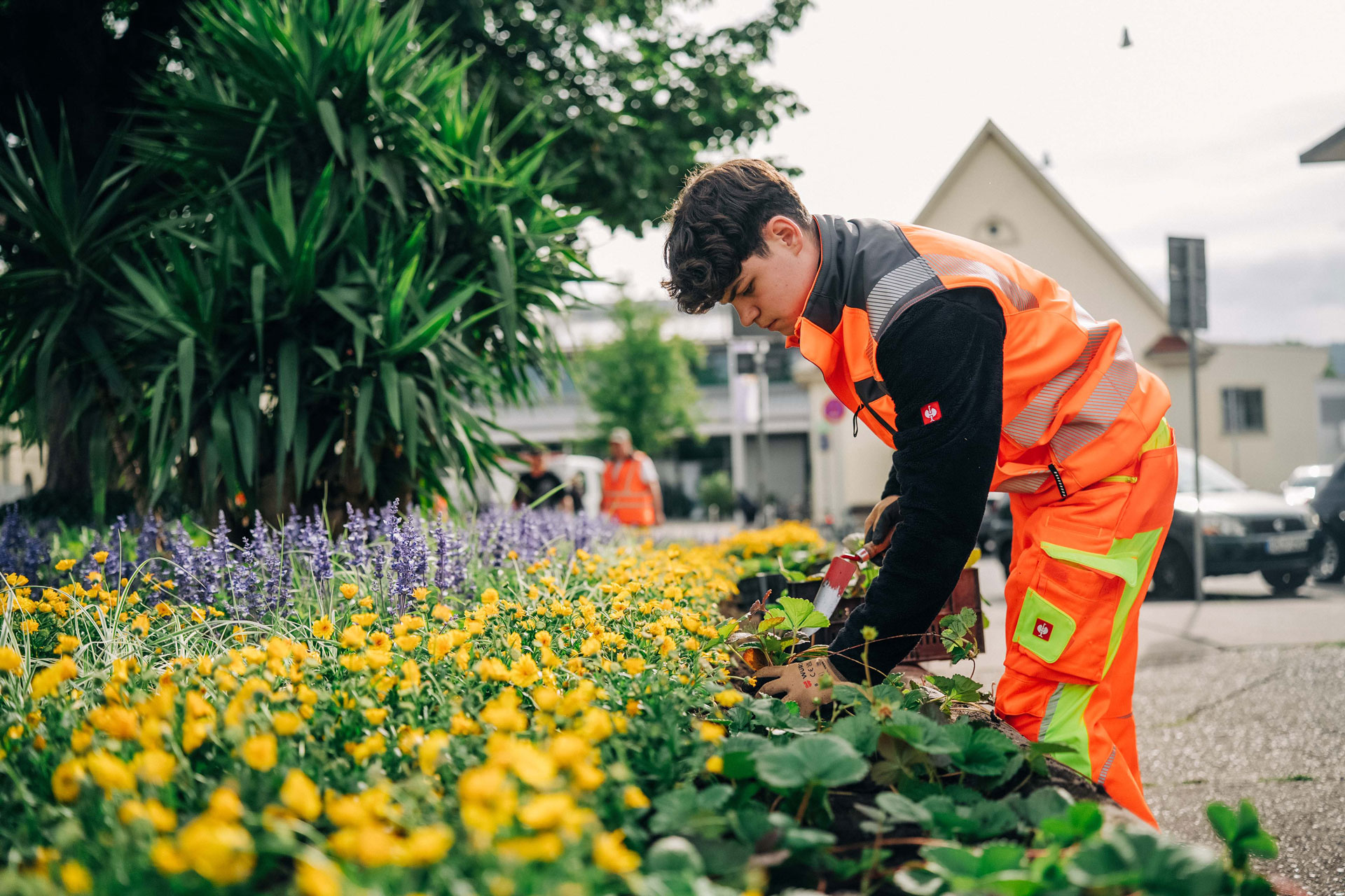 Jochen beim Pflanzen von Erdbeeren im Beet