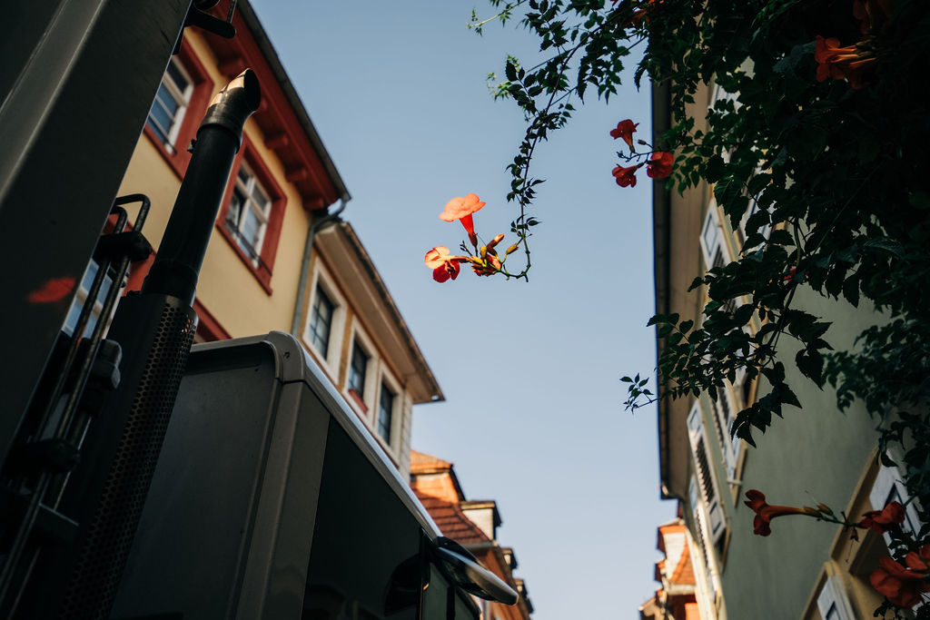 Blume in der Altstadt