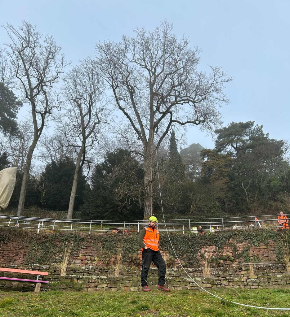 Baumpfleger im Philosophengärtchen